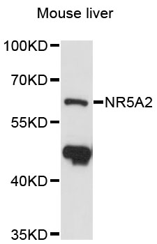 Western blot - NR5A2 Polyclonal Antibody 