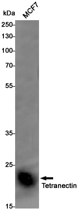 Western blot detection of Tetranectin in MCF7 cell lysates using Tetranectin Rabbit pAb(1:1000 diluted).Predicted band size:23KDa.Observed band size:23KDa.