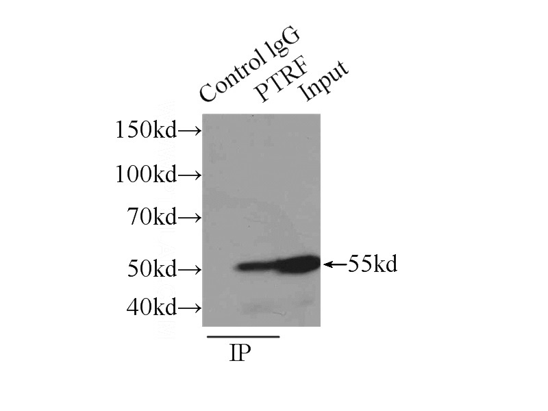 IP Result of anti-PTRF (IP:Catalog No:114332, 3ug; Detection:Catalog No:114332 1:800) with mouse lung tissue lysate 5160ug.