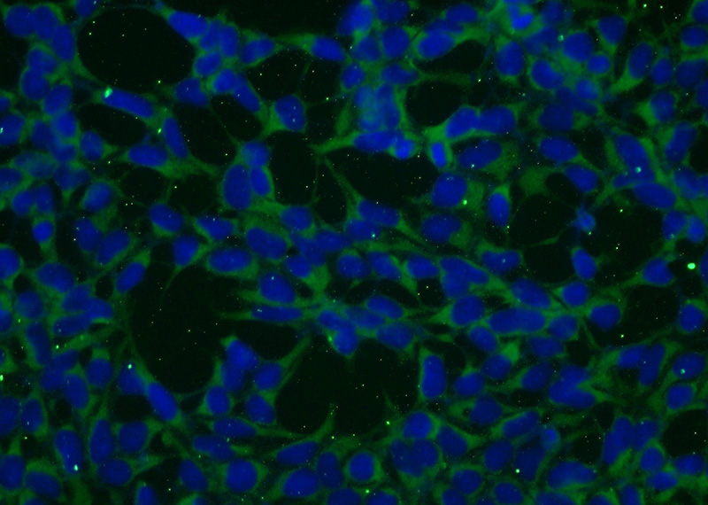 Immunofluorescent analysis of (-20oc Ethanol) fixed HEK-293 cells using Catalog No:108399(BAALC Antibody) at dilution of 1:50 and Alexa Fluor 488-congugated AffiniPure Goat Anti-Rabbit IgG(H+L)