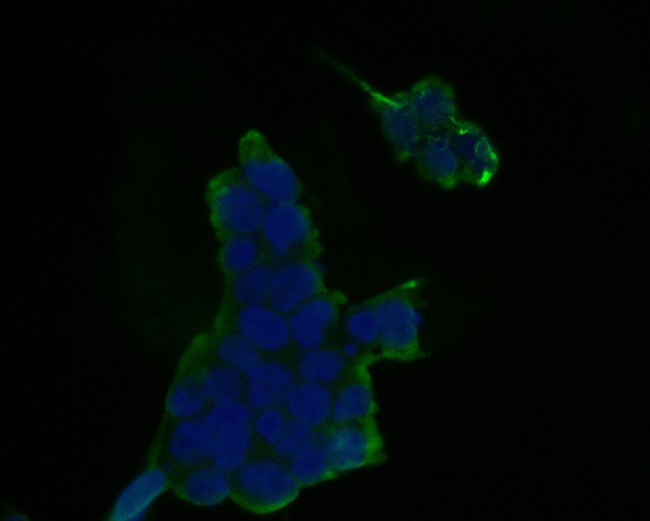 Fig2:; ICC staining of Themis in 293T cells (green). Formalin fixed cells were permeabilized with 0.1% Triton X-100 in TBS for 10 minutes at room temperature and blocked with 1% Blocker BSA for 15 minutes at room temperature. Cells were probed with the primary antibody ( 1/50) for 1 hour at room temperature, washed with PBS. Alexa Fluor®488 Goat anti-Rabbit IgG was used as the secondary antibody at 1/1,000 dilution. The nuclear counter stain is DAPI (blue).