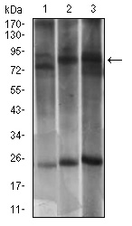 Western blot analysis using DNM1L mouse mAb against PC-12 (1), LNCAP (2) and NIH/3T3 (3) cell lysate.