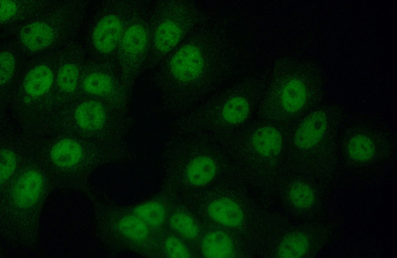 Immunofluorescent analysis of (10% Formaldehyde) fixed MCF-7 cells using Catalog No:111515(HNRNPUL2-Specific Antibody) at dilution of 1:50 and Alexa Fluor 488-congugated AffiniPure Goat Anti-Rabbit IgG(H+L)