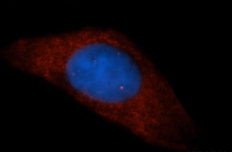 Immunofluorescent analysis of HepG2 cells, using PPFIA1 antibody Catalog No:112245 at 1:50 dilution and Rhodamine-labeled goat anti-rabbit IgG (red). Blue pseudocolor = DAPI (fluorescent DNA dye).