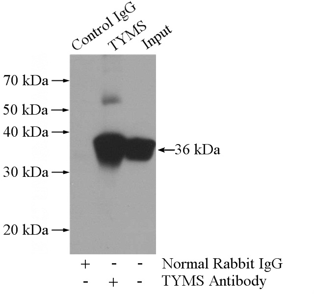 IP Result of anti-TYMS (IP:Catalog No:116115, 3ug; Detection:Catalog No:116115 1:600) with HeLa cells lysate 3200ug.