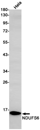 Western blot detection of NDUFS6 in Hela cell lysates using NDUFS6 Rabbit pAb(1:1000 diluted).Predicted band size:14kDa.Observed band size:14kDa.