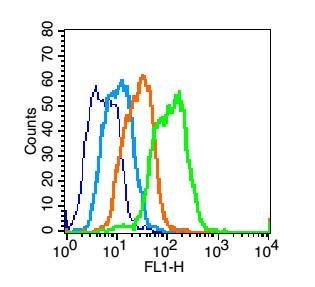 Fig1: Blank control (blue line): Mouse colon (blue).; Primary Antibody (green line): Rabbit Anti-GPR125 antibody ; Dilution: 1μg /10^6 cells;; Isotype Control Antibody (orange line): Rabbit IgG .; Secondary Antibody (white blue line): F(ab’)2 fragment goat anti-rabbit IgG-FITC; Dilution: 1μg /test.; Protocol; The cells were fixed with 2% paraformaldehyde for 10 min at room temperatureCells stained with Primary Antibody for 30 min at room temperature. The cells were then incubated in 1 X PBS/2%BSA/10% goat serum to block non-specific protein-protein interactions followed by the antibody for 15 min at room temperature. The secondary antibody used for 40 min at room temperature. Acquisition of 20,000 events was performed.