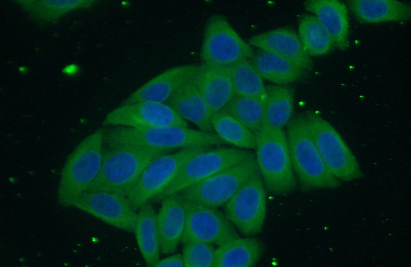 Immunofluorescent analysis of (10% Formaldehyde) fixed HepG2 cells using Catalog No:107167(CNPY2,MSAP Antibody) at dilution of 1:50 and Alexa Fluor 488-congugated AffiniPure Goat Anti-mouse IgG(H+L)