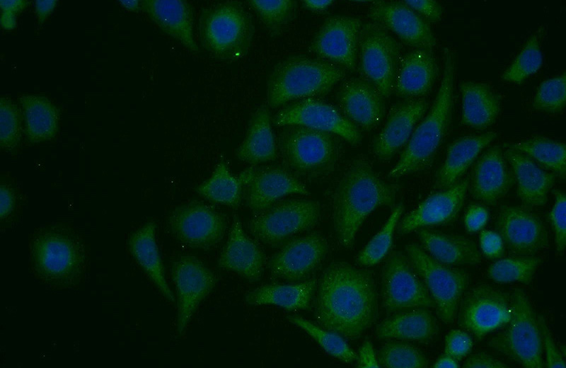 Immunofluorescent analysis of PC-3 cells using Catalog No:116782(PIK3C3 Antibody) at dilution of 1:25 and Alexa Fluor 488-congugated AffiniPure Goat Anti-Rabbit IgG(H+L)