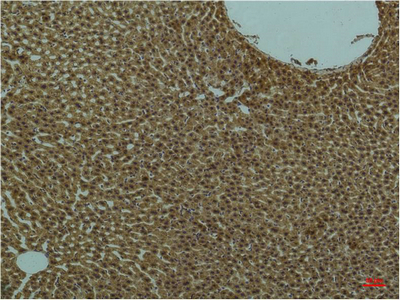 Immunohistochemical analysis of paraffin-embedded Rat Liver Tissue using PI3 Kinase P85 α Mouse mAb diluted at 1:200.