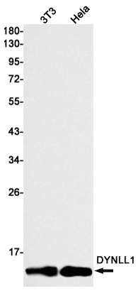 Western blot detection of DYNLL1 in 3T3,Hela cell lysates using DYNLL1 Rabbit mAb(1:1000 diluted).Predicted band size:10kDa.Observed band size:10kDa.