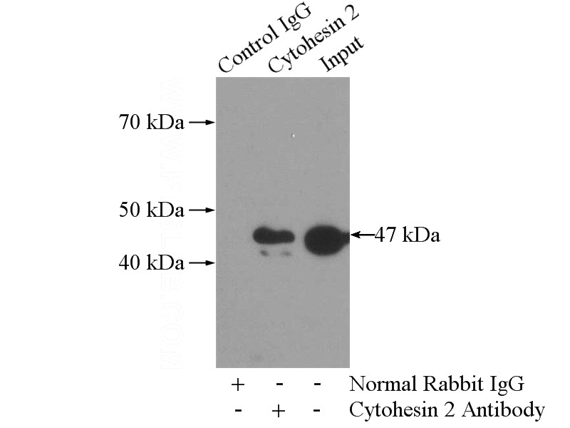 IP Result of anti-CYTH2 (IP:Catalog No:109788, 4ug; Detection:Catalog No:109788 1:500) with mouse heart tissue lysate 4000ug.