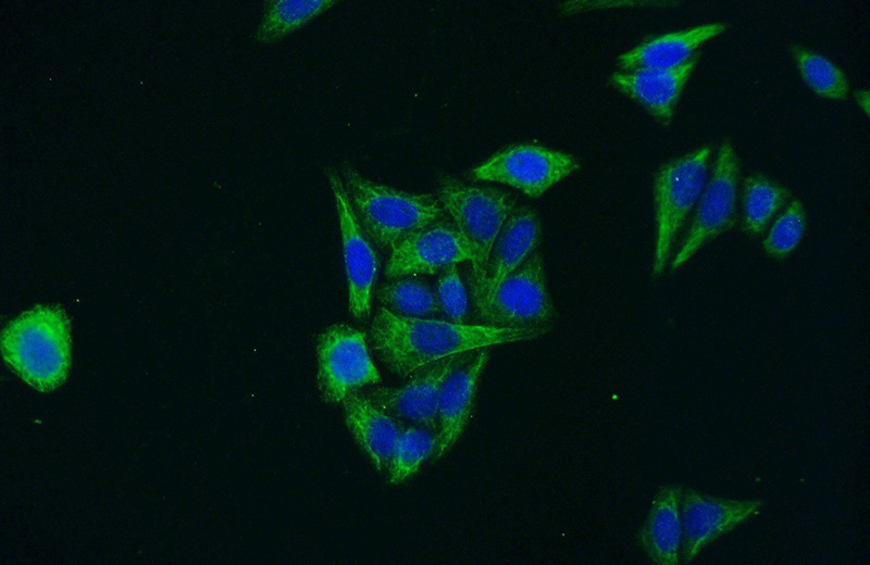 Immunofluorescent analysis of (-20oc Ethanol) fixed HepG2 cells using Catalog No:112681(MLKL Antibody) at dilution of 1:50 and Alexa Fluor 488-congugated AffiniPure Goat Anti-Rabbit IgG(H+L)