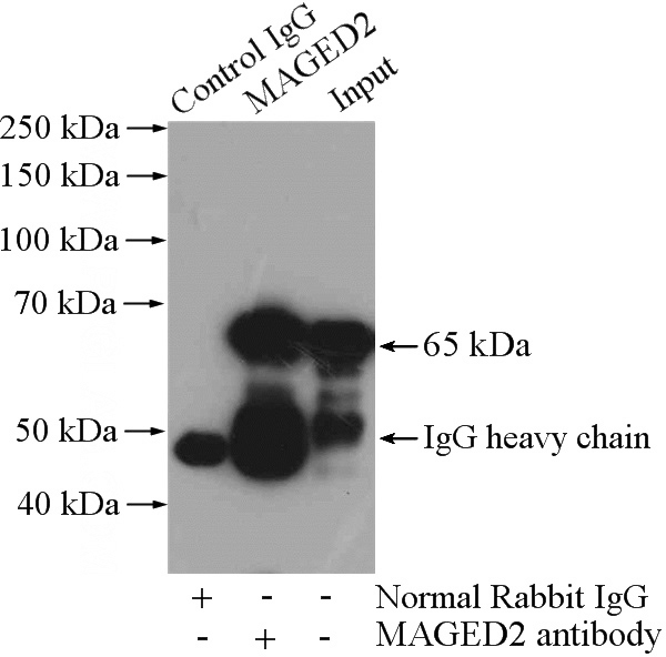 IP Result of anti-MAGED2 (IP:Catalog No:112391, 4ug; Detection:Catalog No:112391 1:1000) with HepG2 cells lysate 3200ug.
