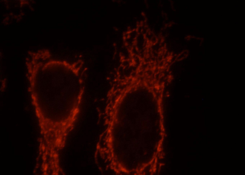 Immunofluorescent analysis of HepG2 cells, using LRPPRC antibody Catalog No:112325 at 1:25 dilution and Rhodamine-labeled goat anti-rabbit IgG (red).