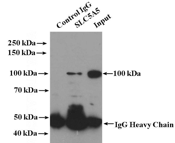 IP Result of anti-SLC5A5 (IP:Catalog No:115496, 4ug; Detection:Catalog No:115496 1:500) with mouse testis tissue lysate 4000ug.