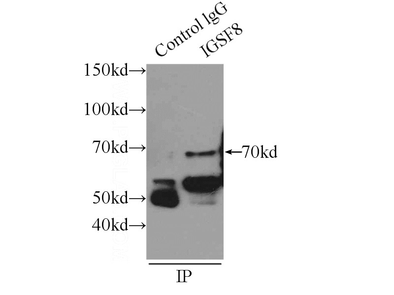 IP Result of anti-IGSF8 (IP:Catalog No:111636, 3ug; Detection:Catalog No:111636 1:500) with mouse brain tissue lysate 5000ug.