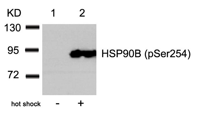 Western blot analysis of extracts from Hela cells untreated (lane 1) or treated with hot shock (lane 2) using HSP90B (Phospho-Ser254) Antibody .
