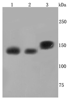 Fig1: Western blot analysis of SMC3 on different cells lysates using anti-SMC3 antibody at 1/1,000 dilution.; Positive control:; Line1: HepG2; Line2: NIH-3T3; Line3:PC12