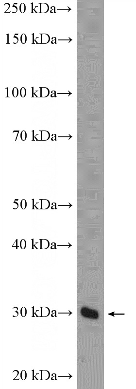 mouse liver tissue were subjected to SDS PAGE followed by western blot with Catalog No:109534(CPXCR1 Antibody) at dilution of 1:300