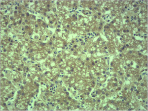 Fig2:; Immunohistochemical analysis of paraffin-embedded Mouse Liver Tissue using EPG5 Polyclonal Antibody.