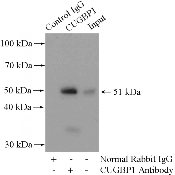 IP Result of anti-CUGBP1 (IP:Catalog No:109739, 4ug; Detection:Catalog No:109739 1:500) with HeLa cells lysate 3200ug.
