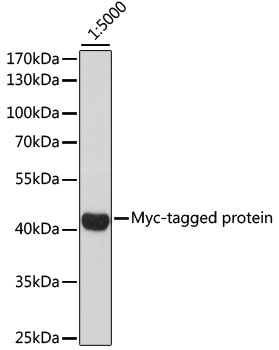 Western blot - HRP-conjugated Mouse anti Myc-Tag mAb 