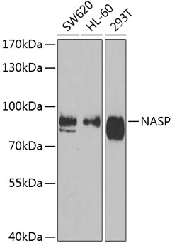 Western blot - NASP Polyclonal Antibody 