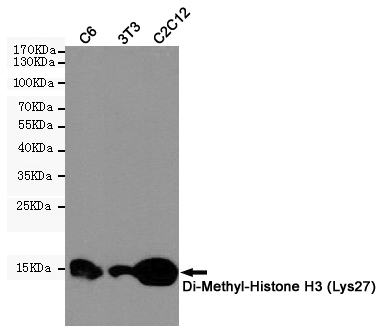 Western blot detection of Di-Methyl-Histone H3 in C6,3T3,C2C12 cell lysates using Di-Methyl-Histone H3 (Lys27) (5F6) Mouse mAb(1:1000 diluted).Predicted band size:15KDa.Observed band size:15KDa.