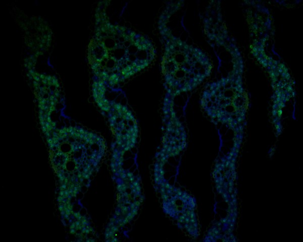 Fig1:; Immunofluorescence staining of paraffin- embedded rice tissue using anti-JAZ11 rabbit polyclonal antibody.The section was pre-treated using heat mediated antigen retrieval with Tris-EDTA buffer (pH 9.0) for 20 minutes. The tissues were blocked in 10% negative goat serum for 1 hour at room temperature, washed with PBS, and then probed with JAZ11 antibody at 1/50 dilution for 10 hours at 4℃ and detected using Alexa Fluor® 488 conjugate-Goat anti-Rabbit IgG (H+L) Secondary Antibody at a dilution of 1:500 for 1 hour at room temperature.
