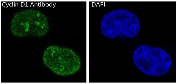 Immunofluorescent analysis of MCF-7 cells, using Cyclin D1 Antibody .