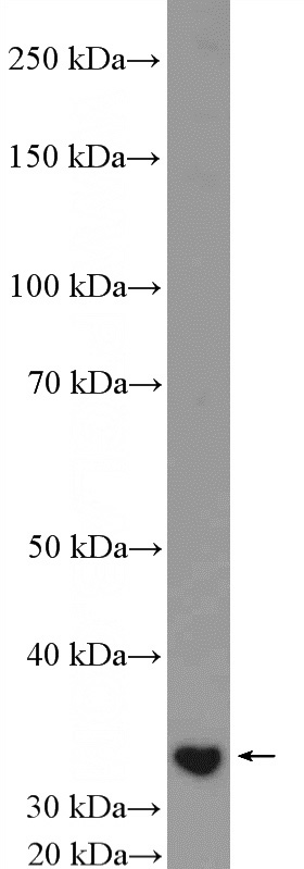 HEK-293T cells were subjected to SDS PAGE followed by western blot with Catalog No:109258(CENPP Antibody) at dilution of 1:600