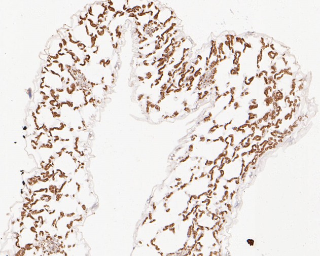 Fig2:; Immunohistochemical analysis of paraffin-embedded A. thaliana tissue using anti-AP-4 complex subunit mu antibody. The section was pre-treated using heat mediated antigen retrieval with Tris-EDTA buffer (pH 9.0) for 20 minutes. The tissues were blocked in 5% BSA for 30 minutes at room temperature, washed with ddH; 2; O and PBS, and then probed with the primary antibody ( 1/50) for 30 minutes at room temperature. The detection was performed using an HRP conjugated compact polymer system. DAB was used as the chromogen. Tissues were counterstained with hematoxylin and mounted with DPX.