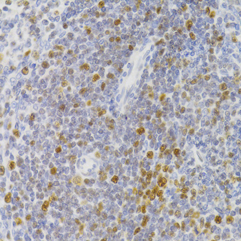 Immunohistochemistry - NASP Polyclonal Antibody 