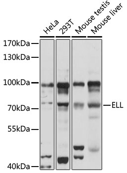 Western blot - ELL Polyclonal Antibody 