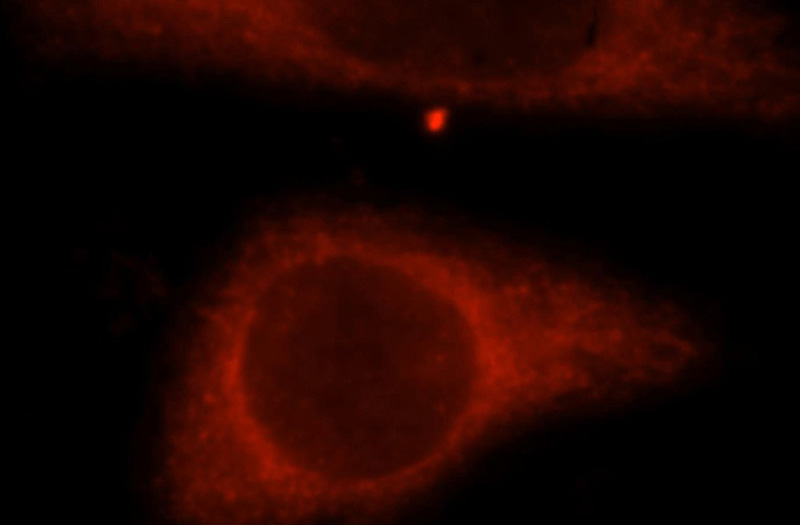 Immunofluorescent analysis of Hela cells, using TRIM14 antibody Catalog No:116298 at 1:25 dilution and Rhodamine-labeled goat anti-rabbit IgG (red).