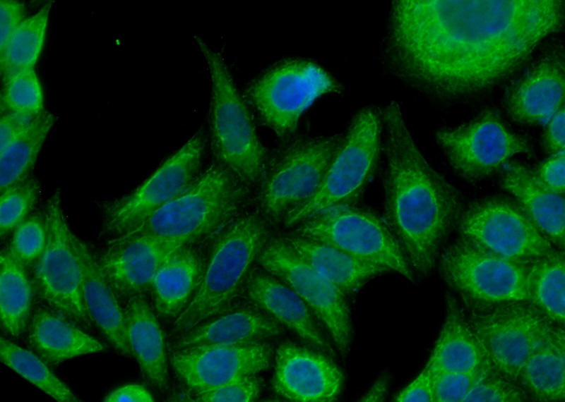 Immunofluorescent analysis of (-20oc Ethanol) fixed HeLa cells using Catalog No:109806(KRT4 Antibody) at dilution of 1:50 and Alexa Fluor 488-congugated AffiniPure Goat Anti-Rabbit IgG(H+L)