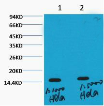 Western blot analysis of Hela, diluted at 1) 1:1000 . 2) 1:5000 cells nucleus extracted by Minute TM Cytoplasmic and Nuclear Fractionation kit (SC-003,Inventbiotech,MN,USA).