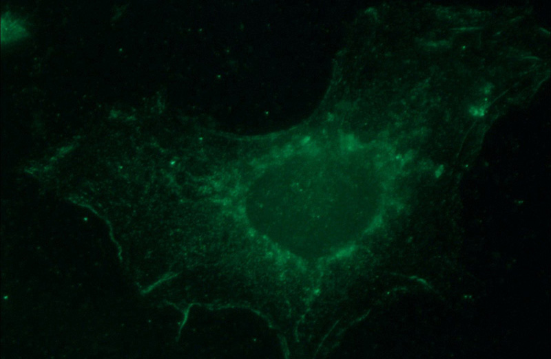 Immunofluorescent analysis of A431 cells using Catalog No:110340(RAPGEF3 Antibody) at dilution of 1:25 and FITC-Goat anti-Rabbit IgG