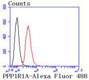Fig8:; Flow cytometric analysis of PPP1R1A was done on SH-SY5Y cells. The cells were fixed, permeabilized and stained with the primary antibody ( 1/50) (red). After incubation of the primary antibody at room temperature for an hour, the cells were stained with a Alexa Fluor®488 conjugate-Goat anti-Rabbit IgG Secondary antibody at 1/1000 dilution for 30 minutes.Unlabelled sample was used as a control (cells without incubation with primary antibody; black).