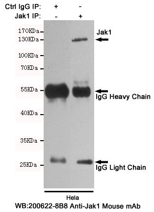 Immunoprecipitation analysis of Hela cell lysates using Jak1 mouse mAb (168126). Jak1 mouse mAb (200622-8B8) was used for the western blot analysis (1:500 diluted)