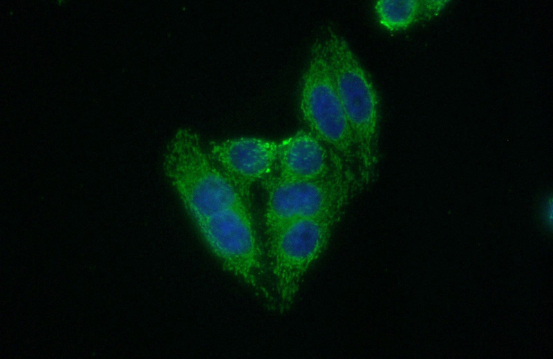 Immunofluorescent analysis of (10% Formaldehyde) fixed HepG2 cells using Catalog No:109752(DCLRE1B Antibody) at dilution of 1:50 and Alexa Fluor 488-congugated AffiniPure Goat Anti-Rabbit IgG(H+L)