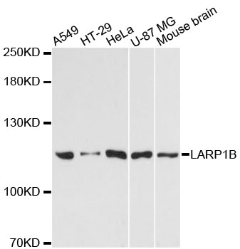 Western blot - LARP1B Polyclonal Antibody 