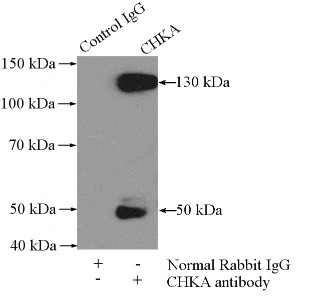 IP Result of anti-CHKA (IP:Catalog No:109240, 4ug; Detection:Catalog No:109240 1:500) with mouse spleen tissue lysate 4000ug.