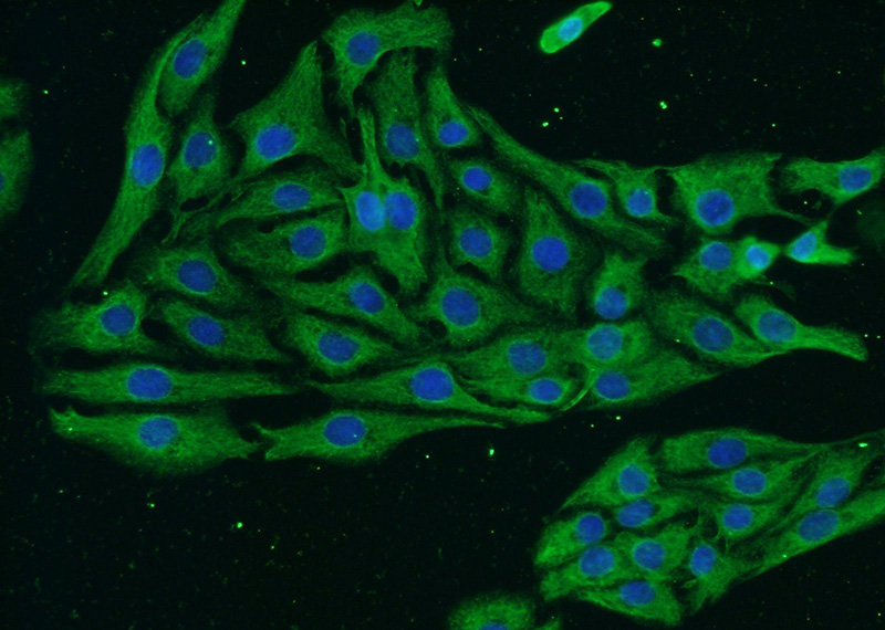 Immunofluorescent analysis of SH-SY5Y cells using Catalog No:107331(NF200 Antibody) at dilution of 1:50 and Alexa Fluor 488-congugated AffiniPure Goat Anti-Mouse IgG(H+L)