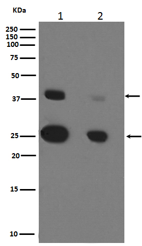 Western blot analysis of Cathepsin D expression in (1)MCF-7 cell lysate;(2)SKBR-3 cell lysate.