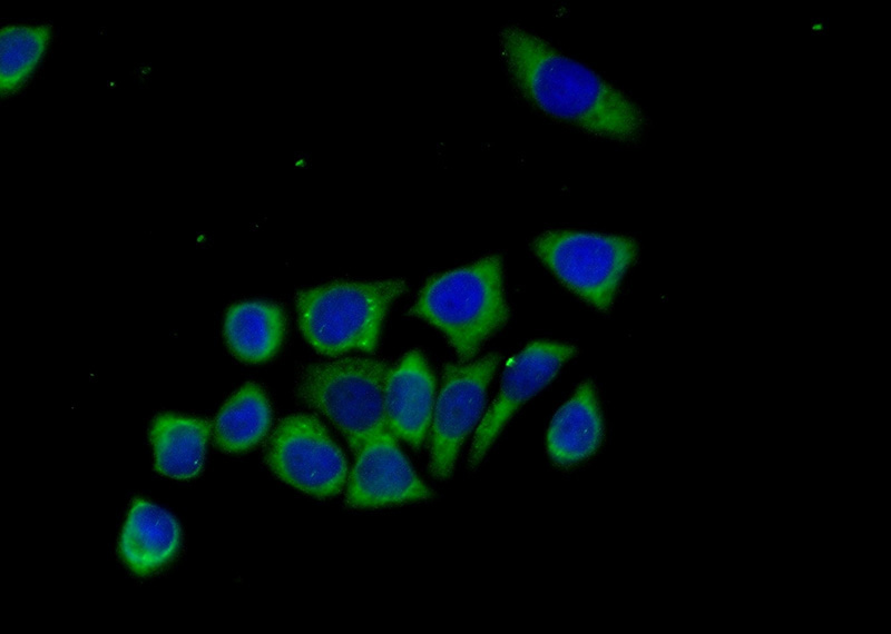 Immunofluorescent analysis of (-20oc Ethanol) fixed PC-3 cells using Catalog No:117097(BCL2L12 Antibody) at dilution of 1:50 and Alexa Fluor 488-congugated AffiniPure Goat Anti-Rabbit IgG(H+L)