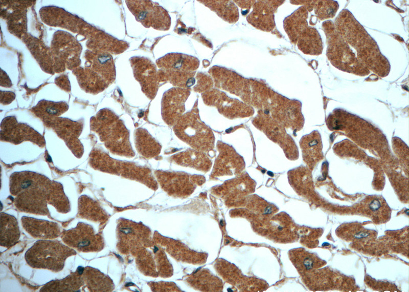 Immunohistochemistry of paraffin-embedded human heart slide using Catalog No:111603(IDH2 Antibody) at dilution of 1:50