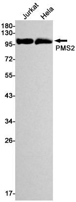 Western blot detection of PMS2 in Jurkat,Hela cell lysates using PMS2 Rabbit mAb(1:1000 diluted).Predicted band size:96kDa.Observed band size:96kDa.