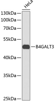 Western blot - B4GALT3 Polyclonal Antibody 